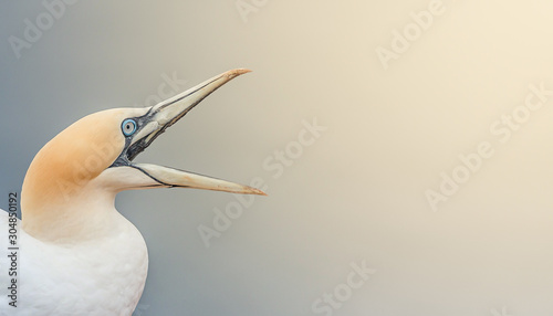 Tela Banner with wild North Atlantic gannet which is crying for help with open beak a
