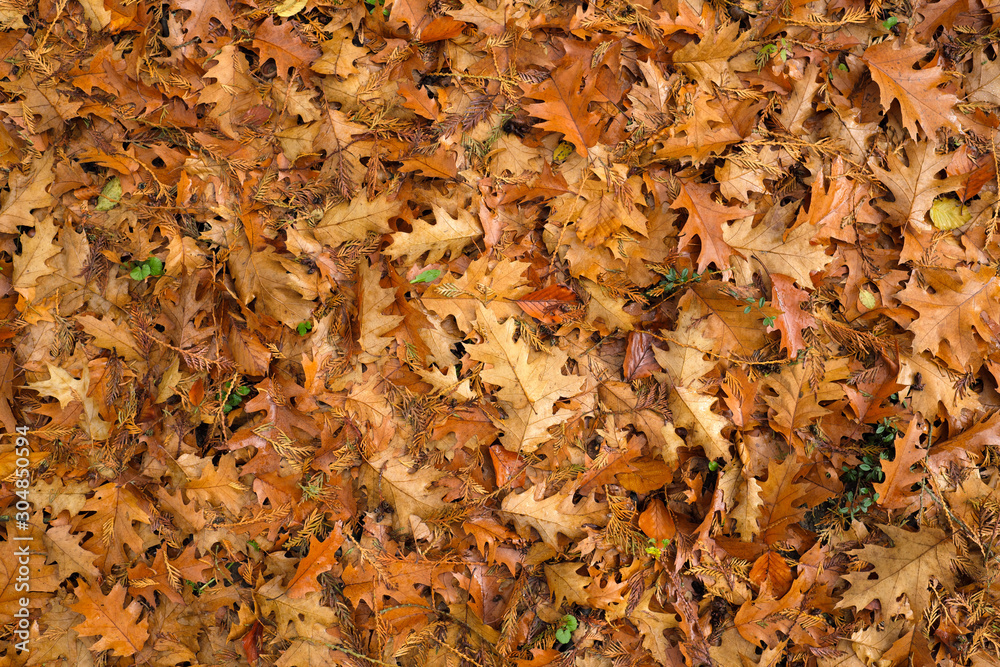 Herbstlaub mit gelben und braunen Blättern - Stockfoto