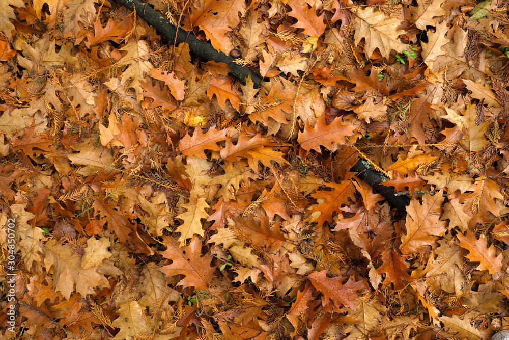 Herbstlaub mit gelben und braunen Blättern - Stockfoto Herbstlaub mit gelben und braunen Blättern - Stockfoto
