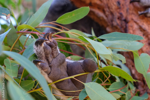 Koala's adorable little paw with sharp claws