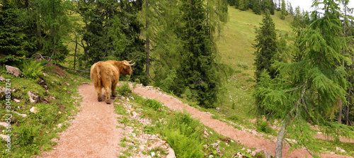 Hochlandkuh steht auf Wanderweg auf Berggipfel in den Alpen - Panorama