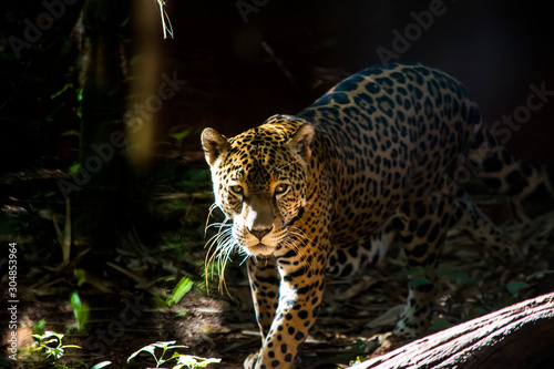 Beautiful leopard walking through the jungle