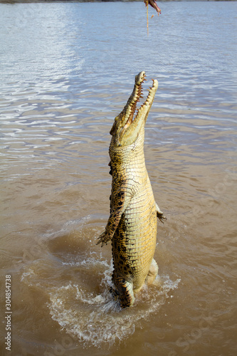  crocodiles in northern australian territory