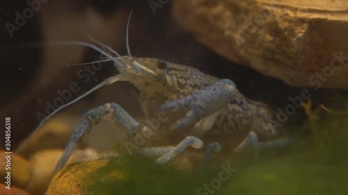 Marble river crayfish under water eating algae. Procarambus virginalis. Close up photo