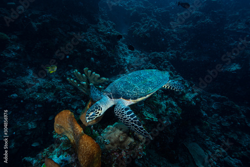 Hawksbill Turtle Eretmochelys imbricata