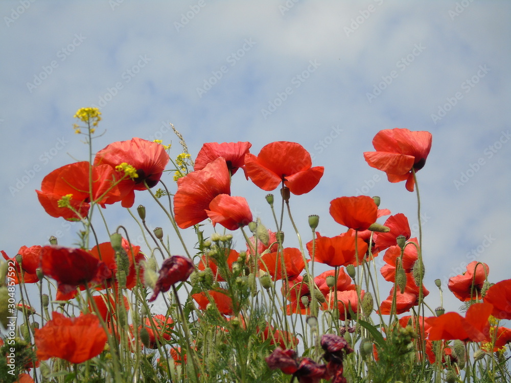 Obraz premium Czerwone maki na tle nieba