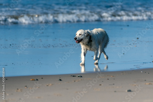 Fototapeta Naklejka Na Ścianę i Meble -  White Labrador dog has big smile of face while running along the shoreline of the ocean water with wet fur.