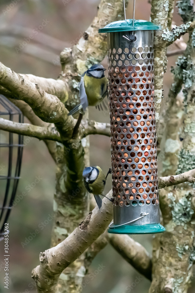 Two blue tits on a bird feeder in Autumn