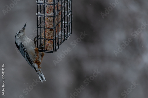 White Breasted Nuthatch on a suet feeder landscape