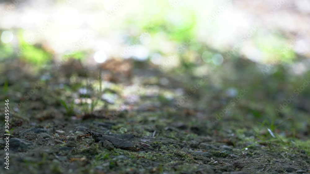 Man passes through path between ants - (4K)