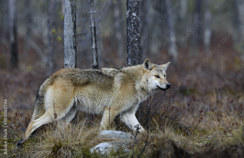 Eurasian wolf, also known as the gray  or grey wolf also known as Timber wolf.  Autumn forest. Scientific name: Canis lupus lupus. Natural habitat.