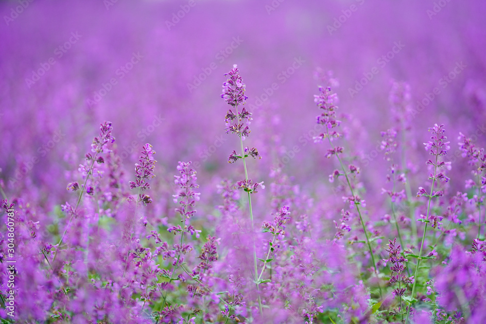 Obraz premium ネペダウォーカーズロウ