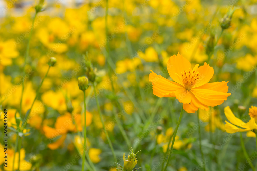 Good morning with yellow Cosmos flowers blooming in the garden. Good morning with yellow Cosmos flowers blooming in the garden.
