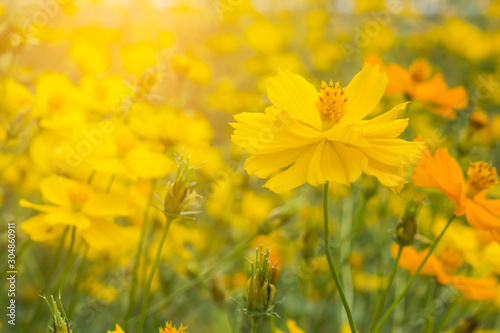 Good morning with yellow Cosmos flowers blooming in the garden.