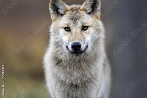 Eurasian wolf, also known as the gray or grey wolf also known as Timber wolf. Autumn forest. Scientific name: Canis lupus lupus. Natural habitat.