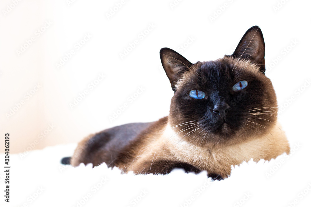 Portrait of a Siamese cat on a sofa at home
