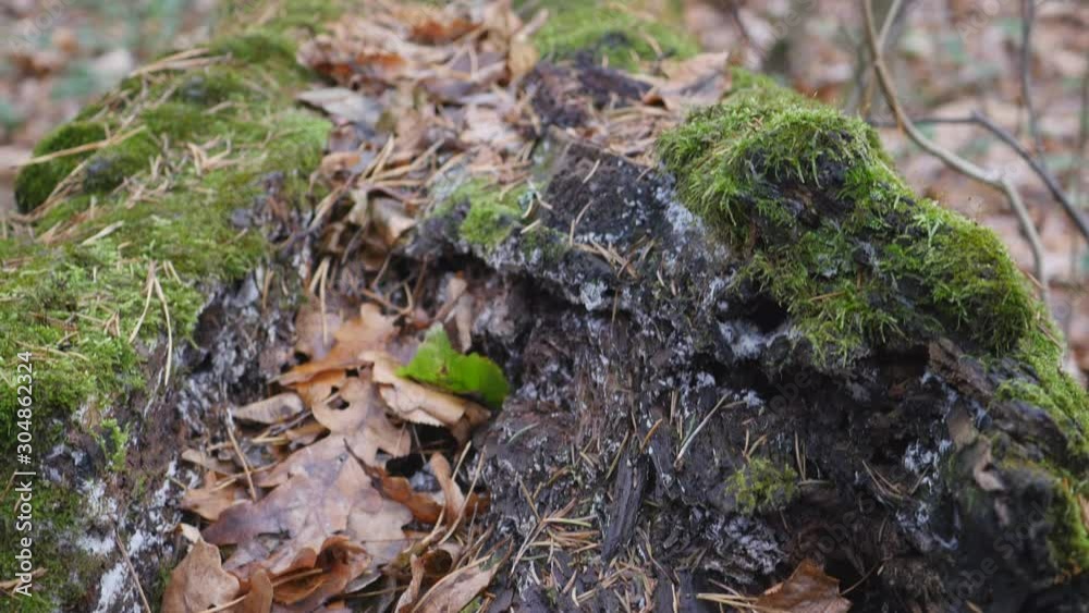 The Moss On The Trunk Fallen Tree In Late Autumn Forest Panning Slider Shot.. The Moss On The Trunk Fallen Tree In Late Autumn Forest Panning Slider Shot..