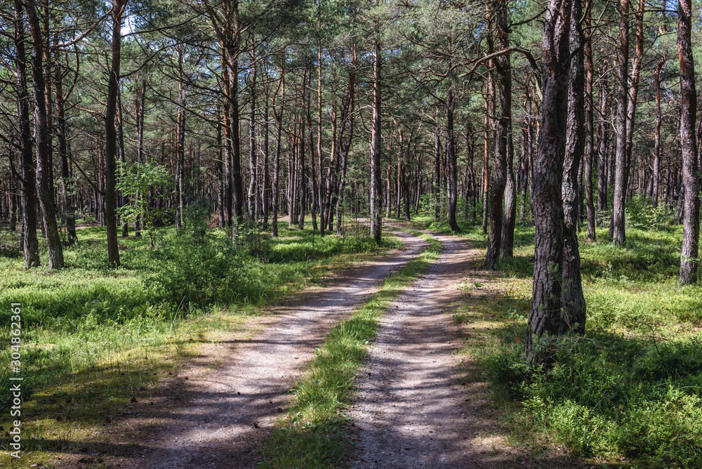 Unpaved road in forest on the Baltic Sea shore between villages of Mrzezyno and Pogorzelica in Poland