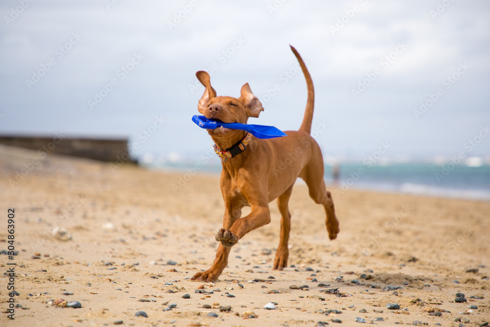 Vizsla puppy playing on the beach
