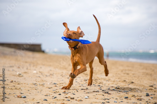 Photography Vizsla puppy playing on the beach
