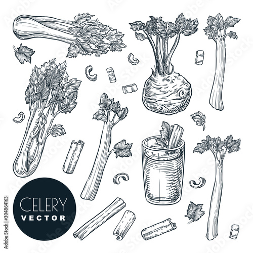 Celery stalks and root, isolated on white background. Sketch vector illustration. Green fresh salad vegetables harvest
