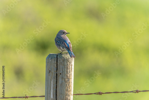 Western Bluebird photo