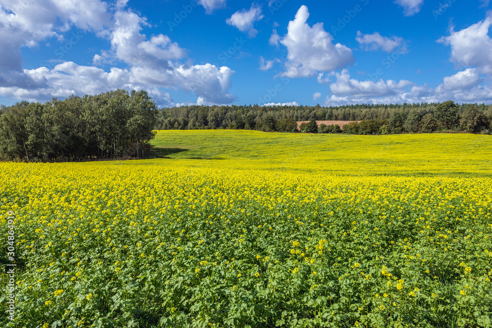 Yellow rapeseed field on the border of Ilawa and Ostroda Counties in Poland