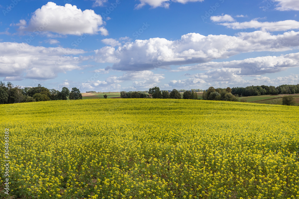 Rape field near Pratnica, small village in Masuria region of Poland