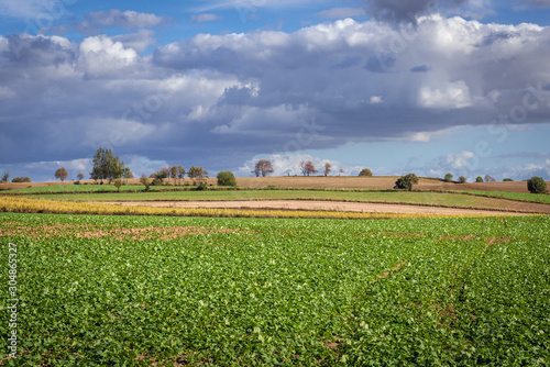 Fototapeta Naklejka Na Ścianę i Meble -  Catch crop field near Zwiniarz, small village in Warmia and Mazury region of Poland