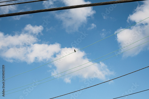 Bird on Power Line in the Sky