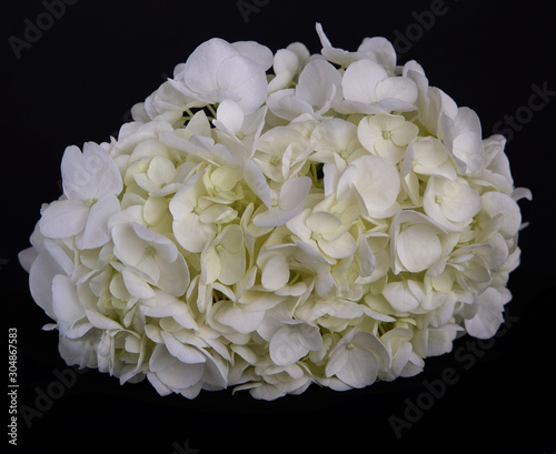 Hydrangea-88