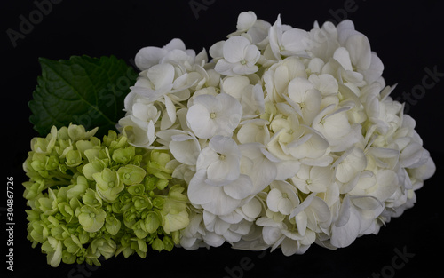 Hydrangea-97