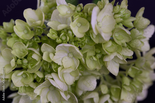 Hydrangea-102