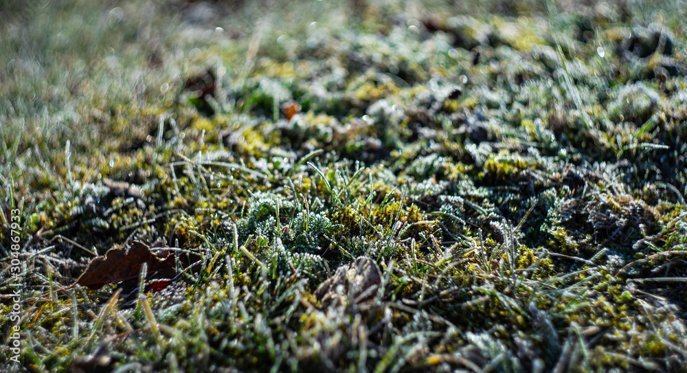 Leaves covered with first ice Leaves covered with first ice