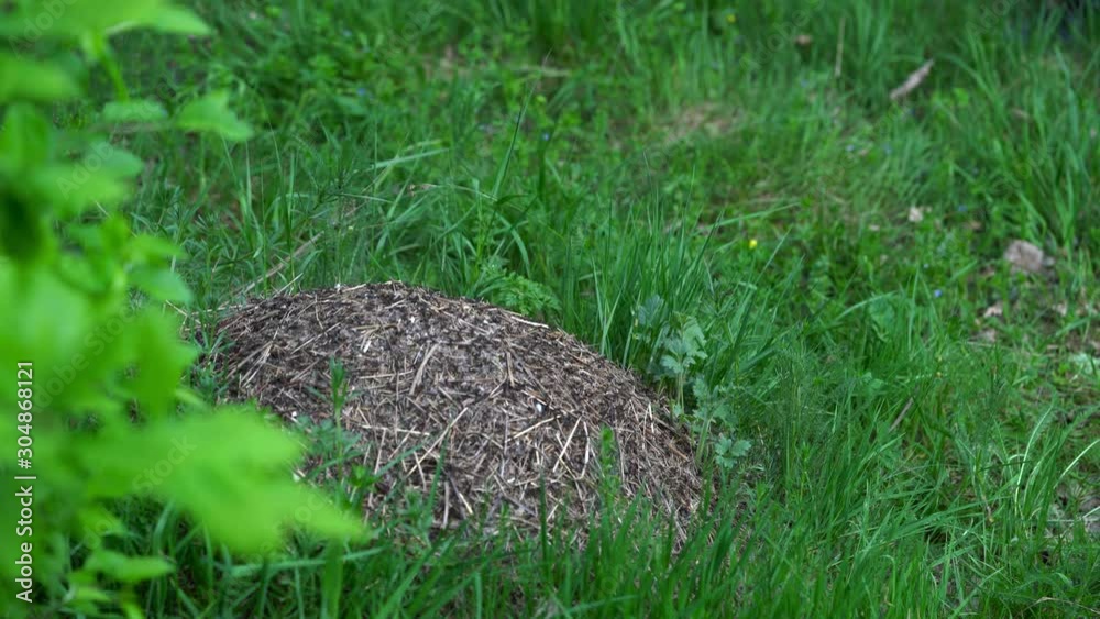 Man crouching near ant hill and observe work of ants - (4K) Man crouching near ant hill and observe work of ants - (4K)