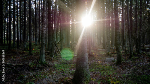 Ray of light wading through the green forest.