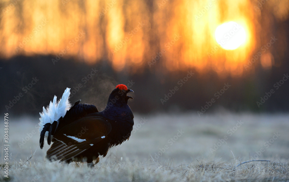 Male of a Black Grouse at Leksite. Scientific name : Tetrao Tetrix. Early morning in Spring forest. Russia. Male of a Black Grouse at Leksite. Scientific name : Tetrao Tetrix. Early morning in Spring forest. Russia.