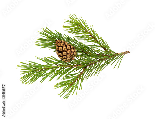 Fir tree branch with cone isolated on white. Christmas decoration.