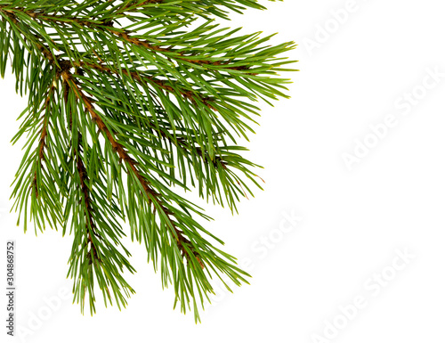 Fir tree branch isolated. Pine branch. Christmas fir.