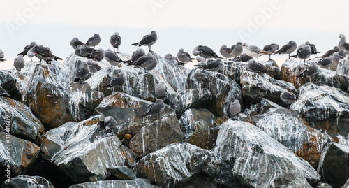 Seagull flock hangout on rock wall jetty that has been stained with bird droppings
