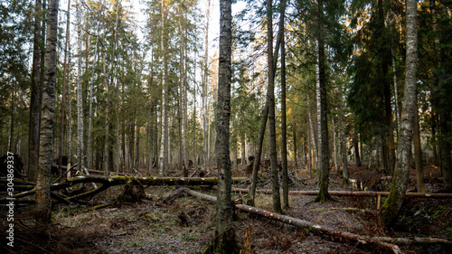  Felling Natural forest of spruce and deciduous.