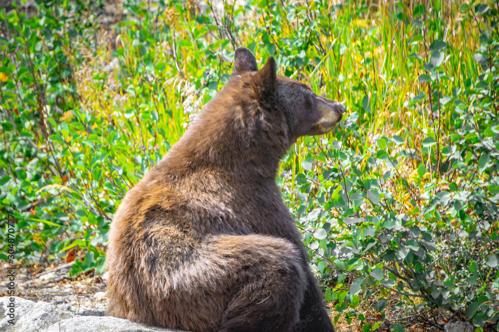 Fototapeta premium Bear with me