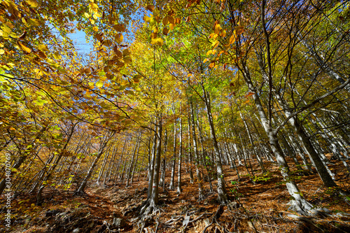 Autumn in the natural park of Montseny ( Catalonia,Spain)
