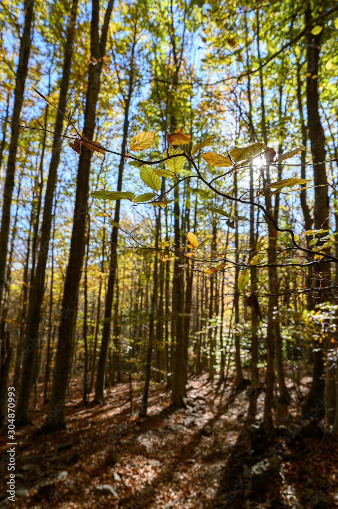 Fototapeta premium Jesień w parku przyrody Montseny (Katalonia, Hiszpania)