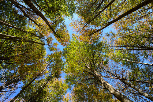 Autumn in the natural park of Montseny ( Catalonia,Spain)