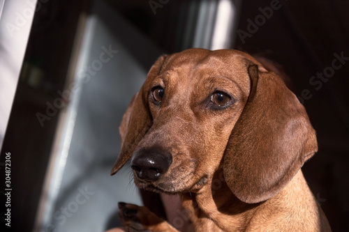 muzzle Dachshund looks out of the window
