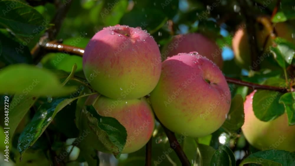 Drops of rain falling down on ripe juicy apple on a tree branch on a clear summer day Drops of rain falling down on ripe juicy apple on a tree branch on a clear summer day