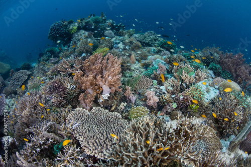A healthy and colorful coral reef thrives amid the beautiful  tropical seascape in Raja Ampat  Indonesia. This remote region is known for its extraordinary marine biodiversity.