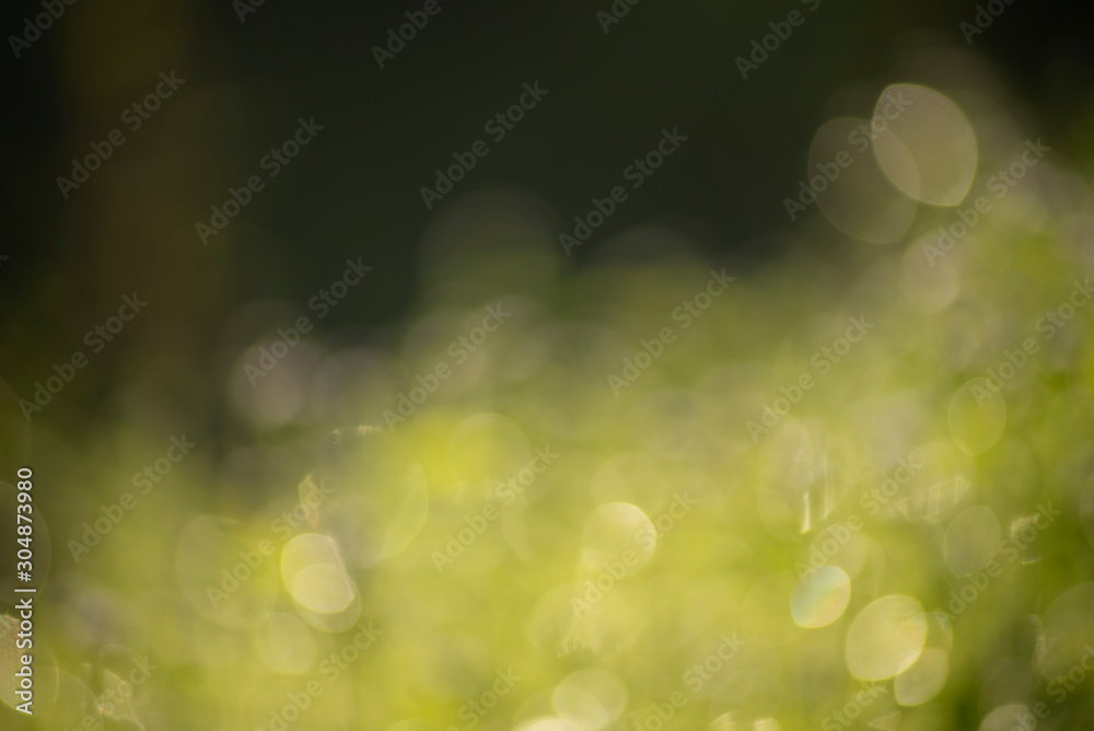 Obraz premium The abstract background of soft green bokeh