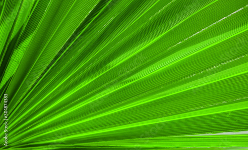 Palm leaf texture for background